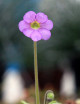 Fleur de Pinguicula Aphrodite