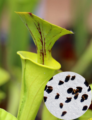 Sarracenia Flava Seeds Carnivorous Plant