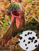 Graines de Sarracenia purpurea Plante carnivore