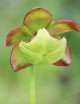 Graines de Sarracenia purpurea Plante carnivore