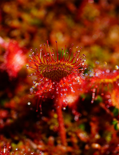 Drosera rotundifolia seeds Carnivorous plant