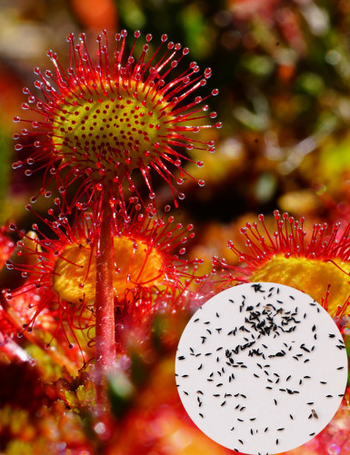 Graines de Drosera rotundifolia Plante carnivore
