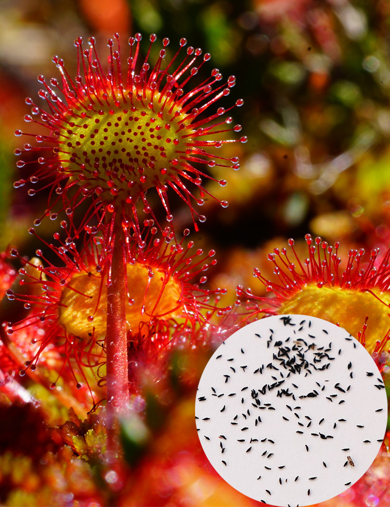 Graines de Drosera rotundifolia Plante carnivore