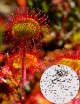 Graines de Drosera rotundifolia Plante carnivore