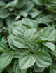 Terrarium plants Peperomia napoli