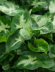 Plantes terrariums Syngonium 'White Butterfly'