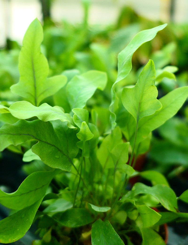 Plantes terrariums Phlebodium aureum