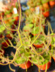 Drosera binata var. dichotoma plante carnivore