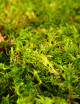 Sphaigne vivante - Sphagnum cristatum Plante carnivore