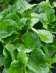 Terrarium plants Arabica coffee tree - Arabica coffee