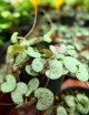 Ceropegia woodii chaîne de coeur
