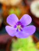 Plante carnivore Pinguicula x bailly