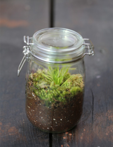 Drosera capensis blanc - albino - En terrarium