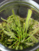 Drosera capensis blanc - albino - En terrarium