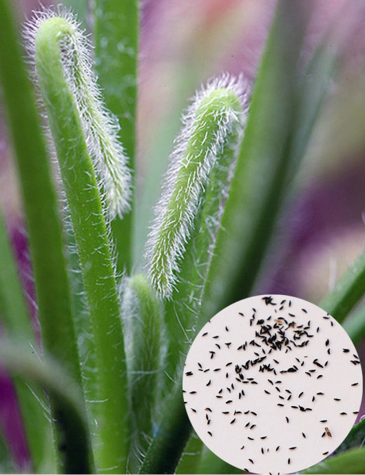 Drosera capensis "hairy leaves" seeds Carnivorous plant