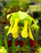 Plante carnivore Sarracenia flava var. ornata
