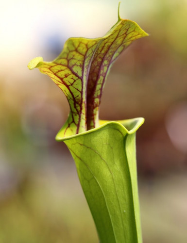 Plante carnivore Sarracenia flava var. ornata