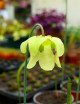 Carnivorous plant Sarracenia 'Juthatip Soper'