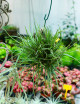 Tillandsia albertiana en touffe - Fixé
