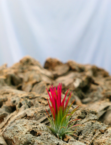Tillandsia ionantha 'Fuego' fille de l'air