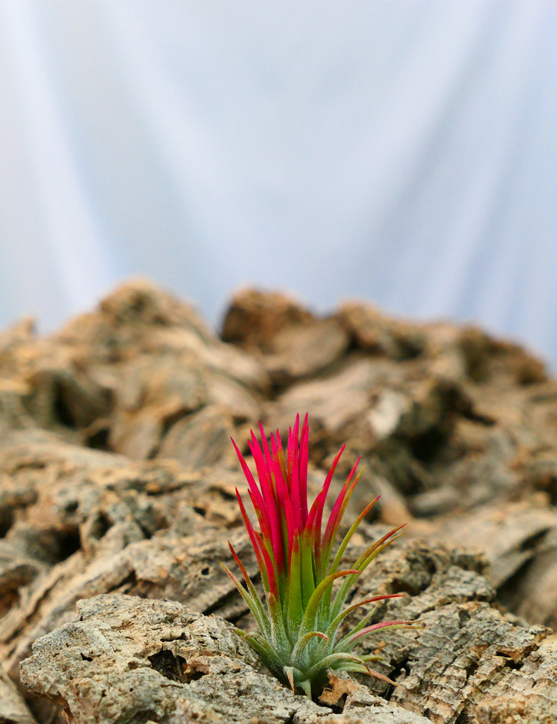 Tillandsia ionantha 'Fuego' fille de l'air