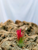 Tillandsia ionantha 'Fuego' fille de l'air