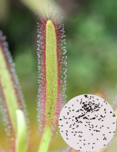Drosera capensis compacta seeds Carnivorous plant