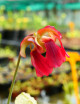 Plante carnivore Sarracenia leucophylla x wrigleyana