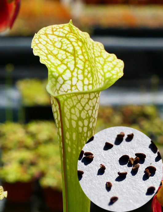 Graines de Sarracenia leucophylla x wrigleyana Plante carnivore