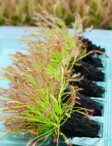 Mottes de Drosera capensis à rempoter x 6 plante carnivore