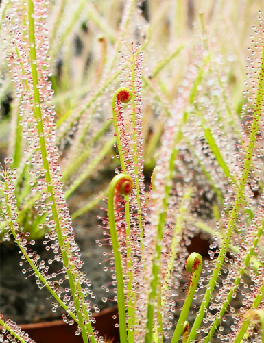 Drosera x hybrida plante carnivore