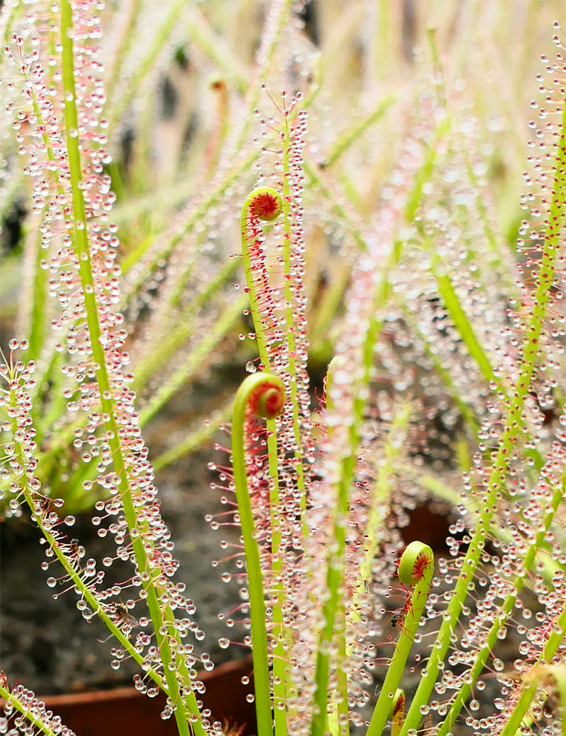 Drosera x hybrida carnivorous plant