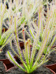 Drosera x hybrida carnivorous plant