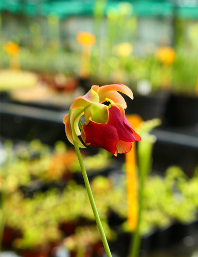 Plante carnivore Sarracenia rubra ssp. wherryi