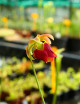 Plante carnivore Sarracenia rubra ssp. wherryi