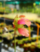Plante carnivore Sarracenia x 'Paradisia Red Form'