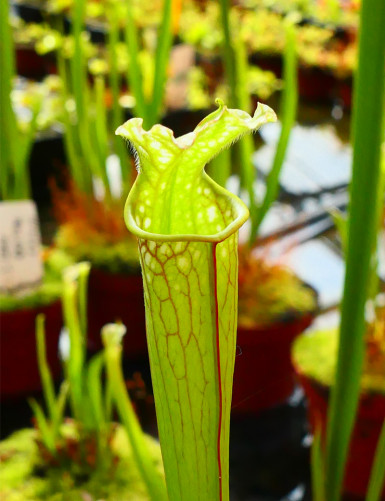 Carnivorous plant Sarracenia leucophylla red tube