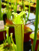Carnivorous plant Sarracenia leucophylla red tube