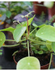 Plantes terrariums Pilea peperomioides