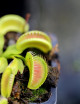 Dionaea Alien Plante carnivore