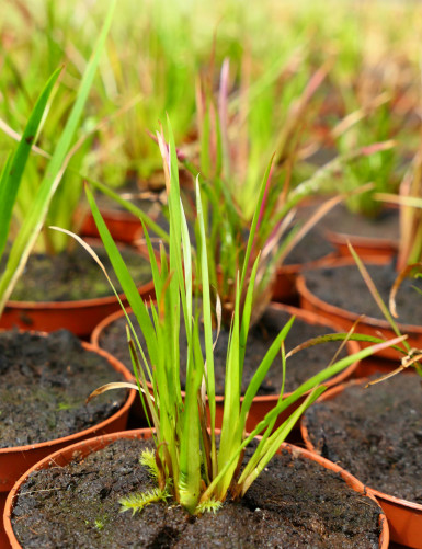 Plantes terrariums Xyris sp.