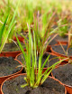 Plantes terrariums Xyris sp.