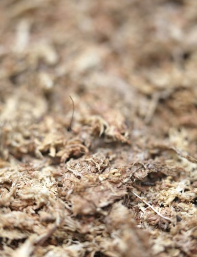 Chilean Sphagnum Moss - 1kg - High Quality