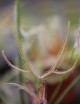Drosera binata - Mont Ruapehu - Alpin form plante carnivore