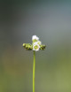 Drosera binata - Mont Ruapehu - Alpine form carnivorous plant