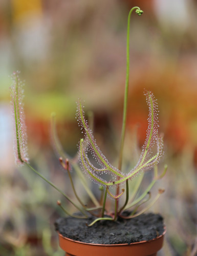 Drosera binata - Mont Ruapehu - Alpine form carnivorous plant