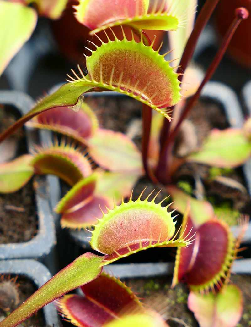 Dionaea muscipula Clayton's Volcanic Red Carnivorous plant - Venus flytrap