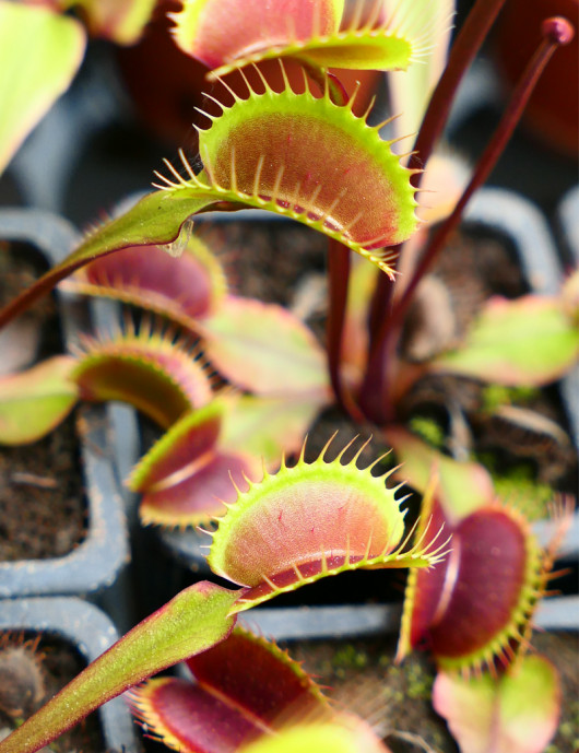 Dionaea muscipula Clayton's Volcanic Red Carnivorous plant - Venus flytrap