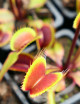Dionaea muscipula Clayton's Volcanic Red Carnivorous plant - Venus flytrap
