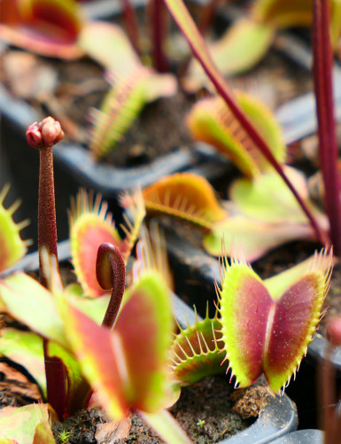 Dionaea muscipula Clayton's Volcanic Red Carnivorous plant - Venus flytrap